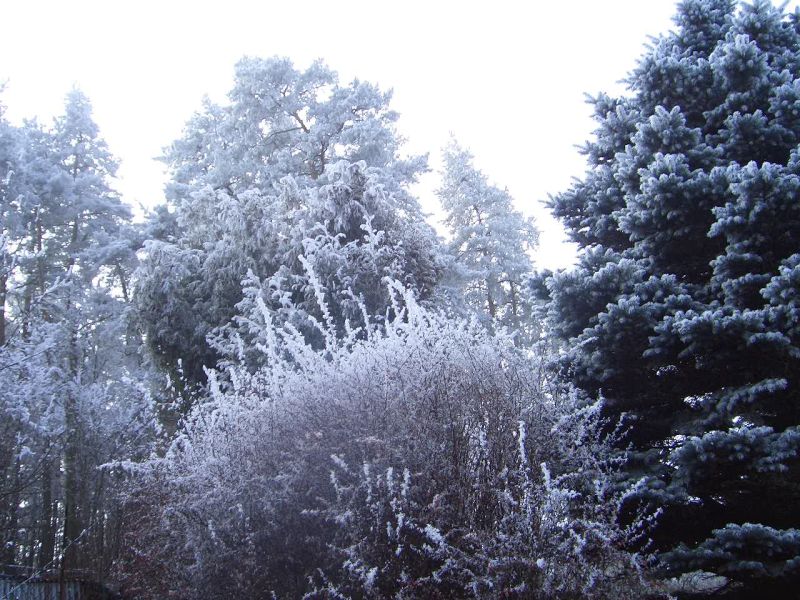 picture of fluffy snow in countryside of Czech Republic 06