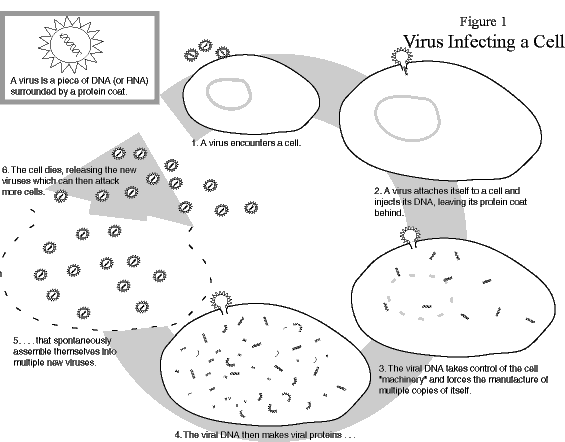 common cold virus. images images 2011 common cold