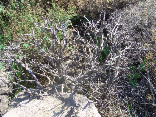 Dead Bush