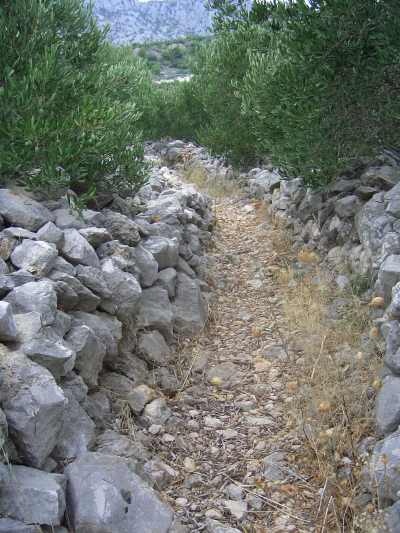 Olive Grove in Croatia