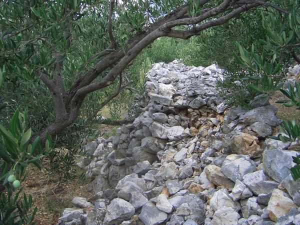 Olive Grove in Croatia