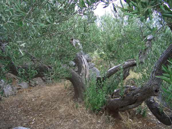 Olive Grove in Croatia