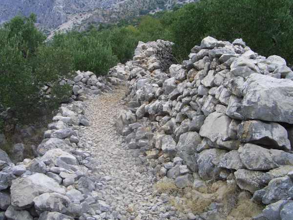 Olive Grove in Croatia