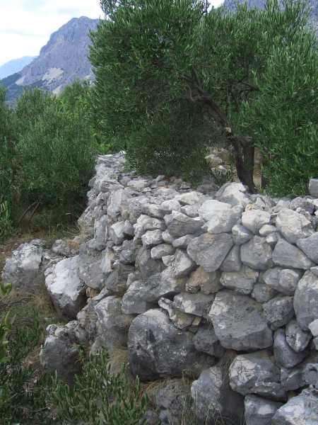 Olive Grove in Croatia