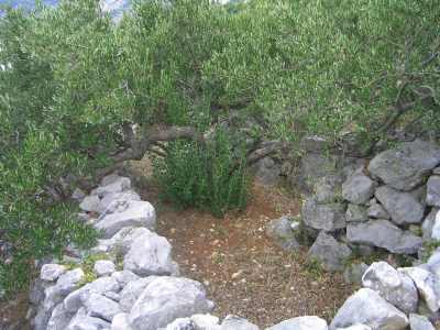 Olive Grove in Croatia