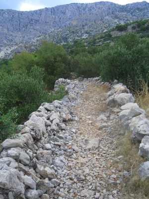 Olive Grove in Croatia