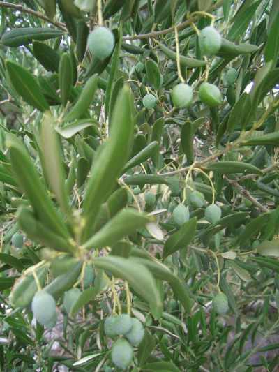 Olive Grove in Croatia