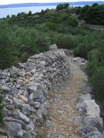 Olive Grove in Croatia