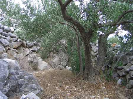 Olive Grove in Croatia