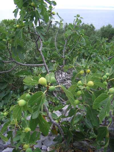 Olive Grove in Croatia