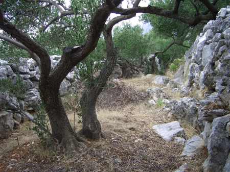 Olive Grove in Croatia