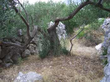 Olive Grove in Croatia