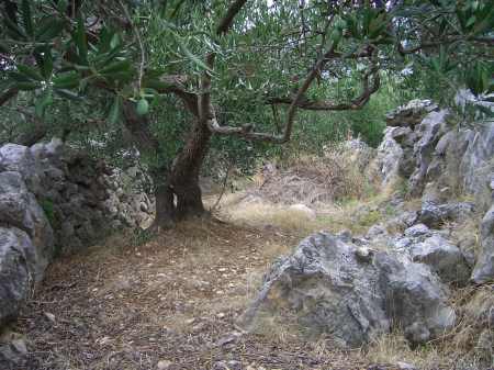 Olive Grove in Croatia