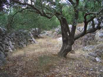 Olive Grove in Croatia