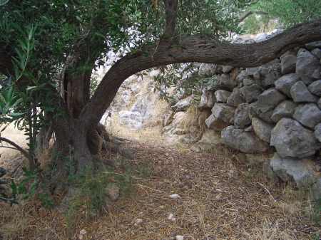 Olive Grove in Croatia