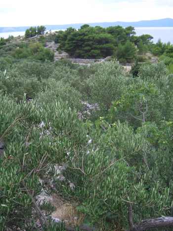 Olive Grove in Croatia