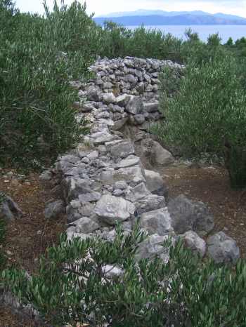 Olive Grove in Croatia