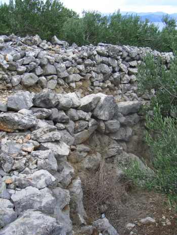 Olive Grove in Croatia