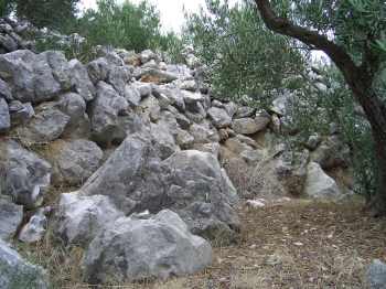 Olive Grove in Croatia