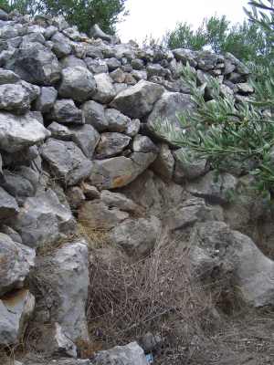 Olive Grove in Croatia