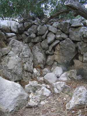 Olive Grove in Croatia