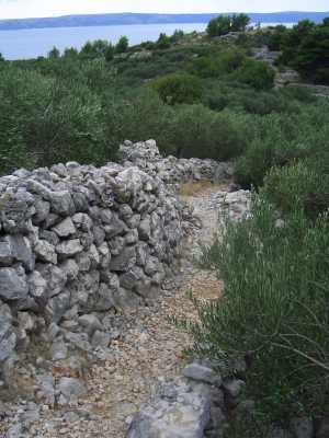 Olive Grove in Croatia