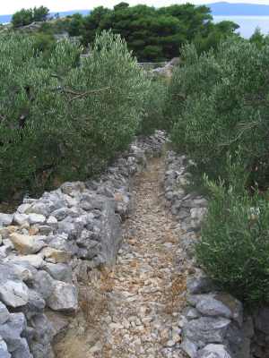 Olive Grove in Croatia