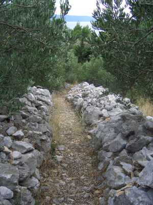 Olive Grove in Croatia