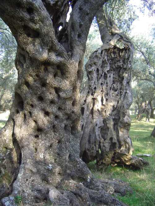 Old Olive Grove in Croatia