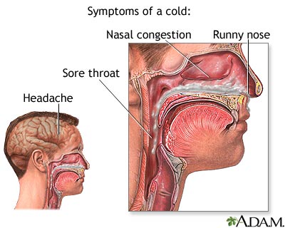common cold remedy - the nasal system