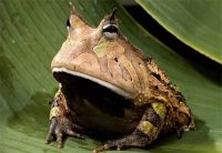 submit-articles_amazon-horned-frog.jpg (7351 bytes)