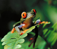 submit articles red-eyed-tree-frog-200.jpg (15264 bytes)