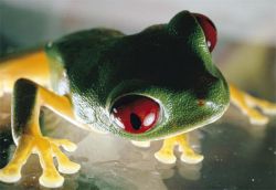 submit articles red-eyed-tree-frog2.jpg (8941 bytes)