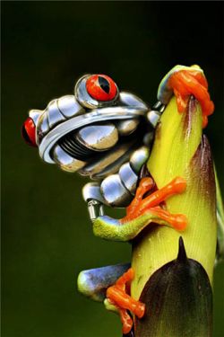 submit articles robo-frog.jpg (16820 bytes)