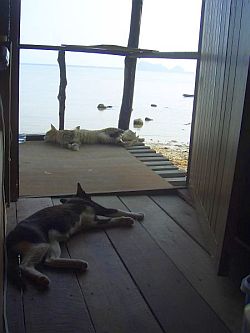 Koh-Phangan-Thailand-4_CIMG0002